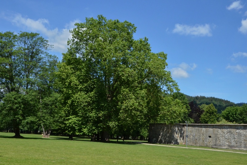 Novinky / Potulky Petra Štanského po žilinských parkoch - foto Novinky / Potulky Petra Štanského po žilinských parkoch - foto